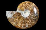 Polished, Ammonite Fossil - Madagascar #88080-1